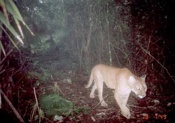 puma.jpg